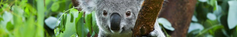 Скинали — Пушистая коала