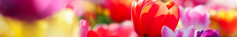 Скинали — Тюльпаны