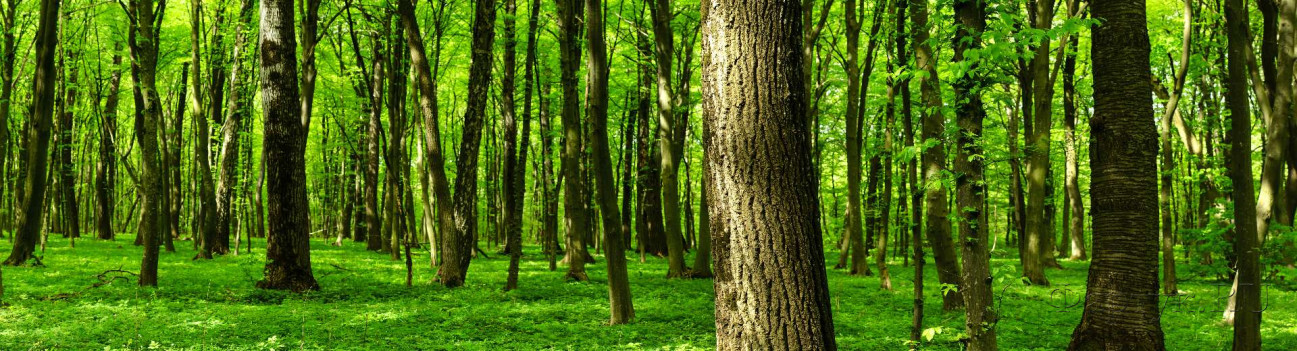 Скинали — Зеленый лес 