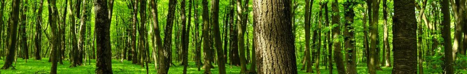 Скинали — Зеленый лес 