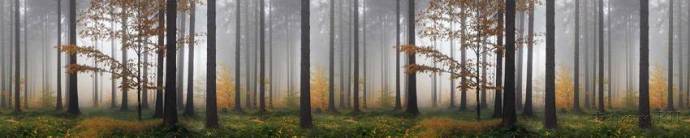 Скинали — Туман в лесу