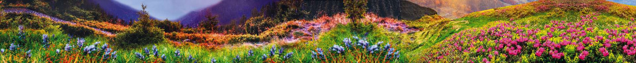 Скинали — Цветочная поляна в горах