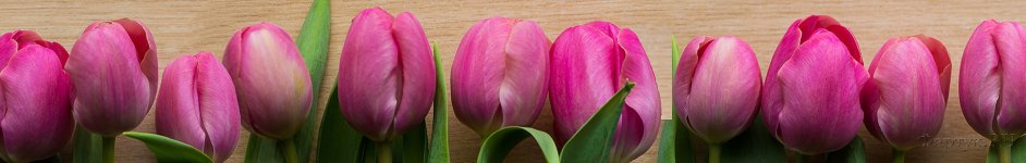 Скинали — Фиолетовые тюльпаны на коричневом