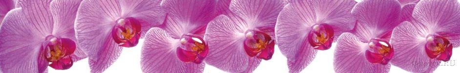 Скинали — Крупные фиолетовые орхидеи