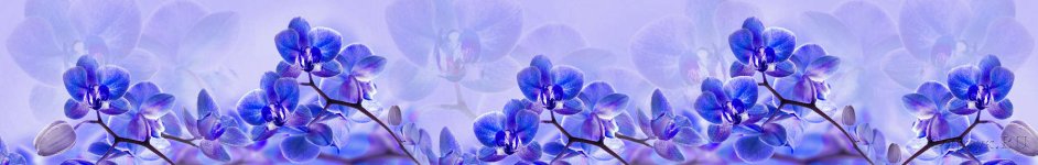 Скинали — Голубые орхидеи
