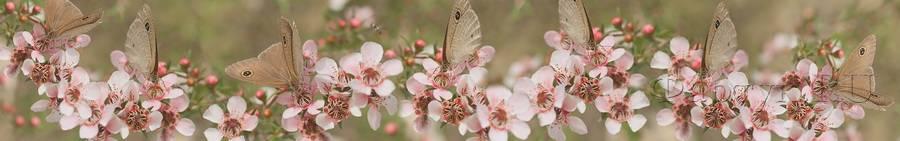 Скинали — Бабочки на цветущих ветках