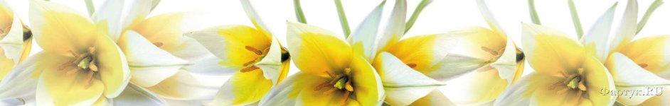 Скинали — Необычный сорт тюльпанов